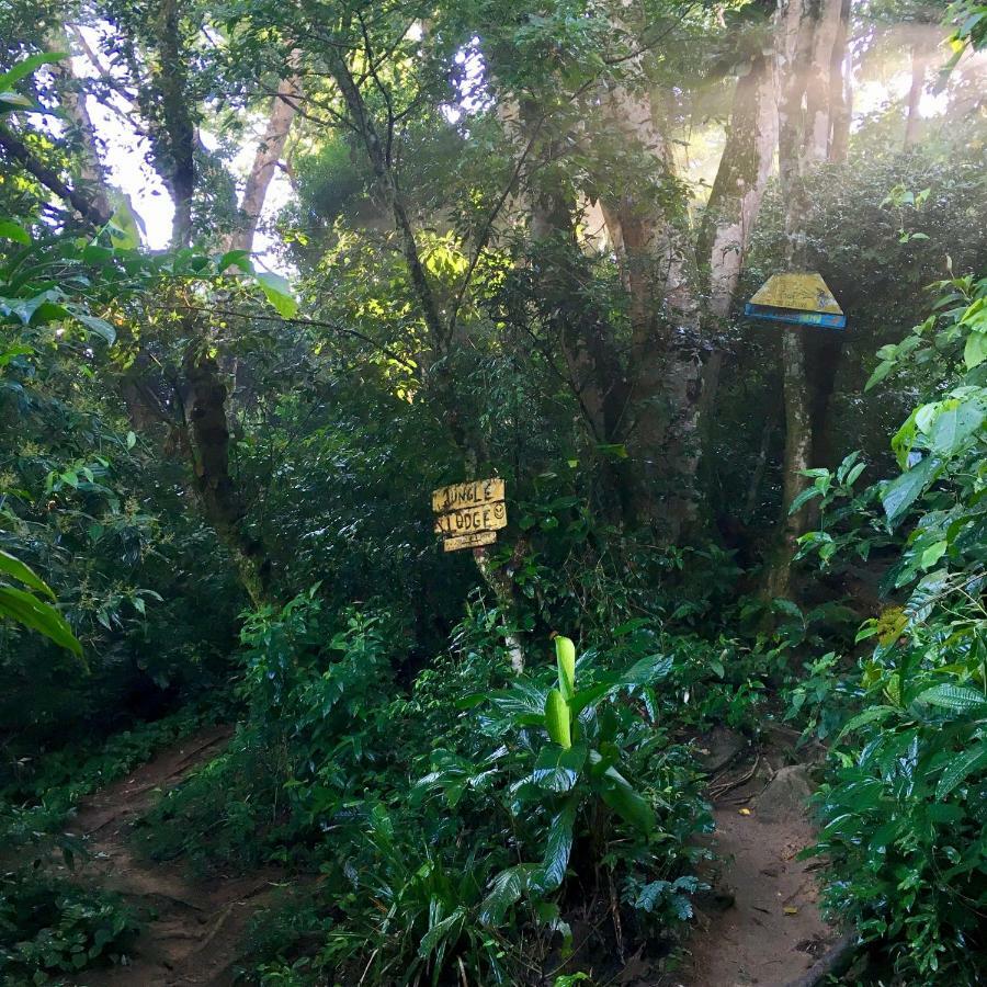 Casa de hóspedes Jungle