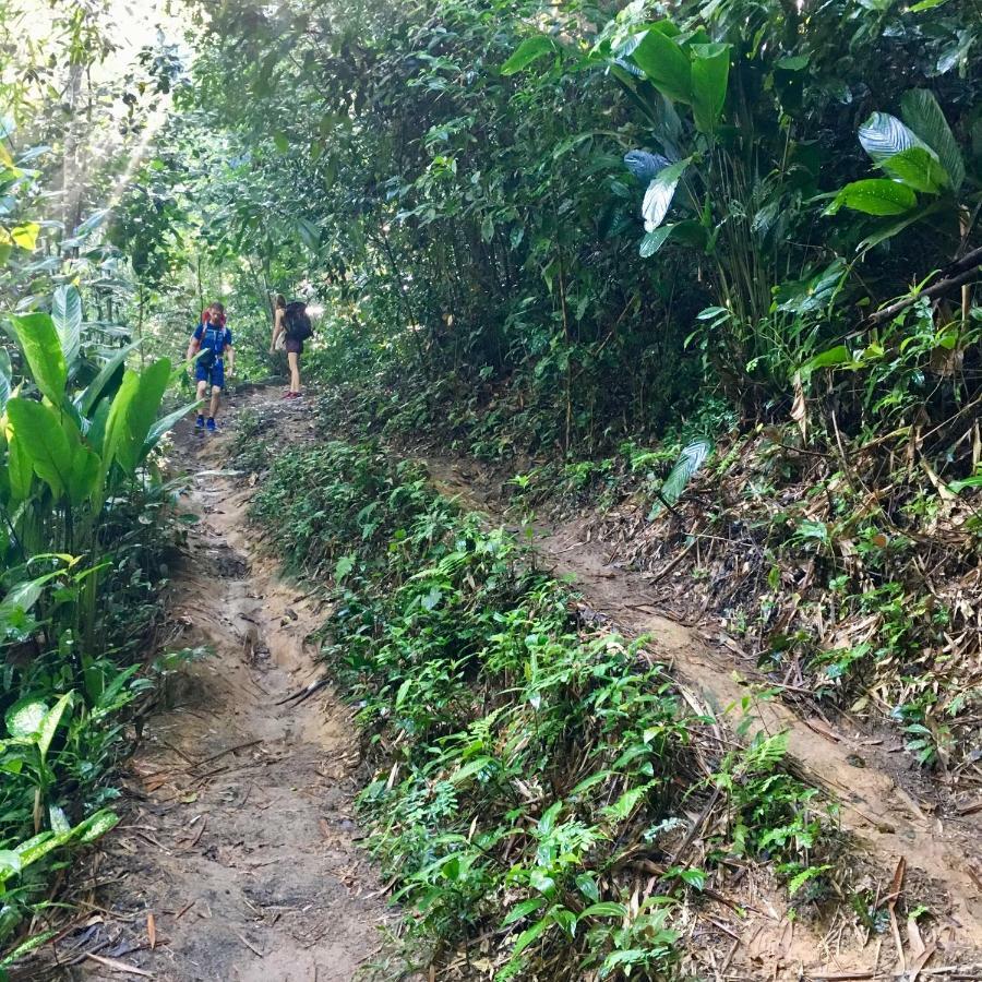Jungle *